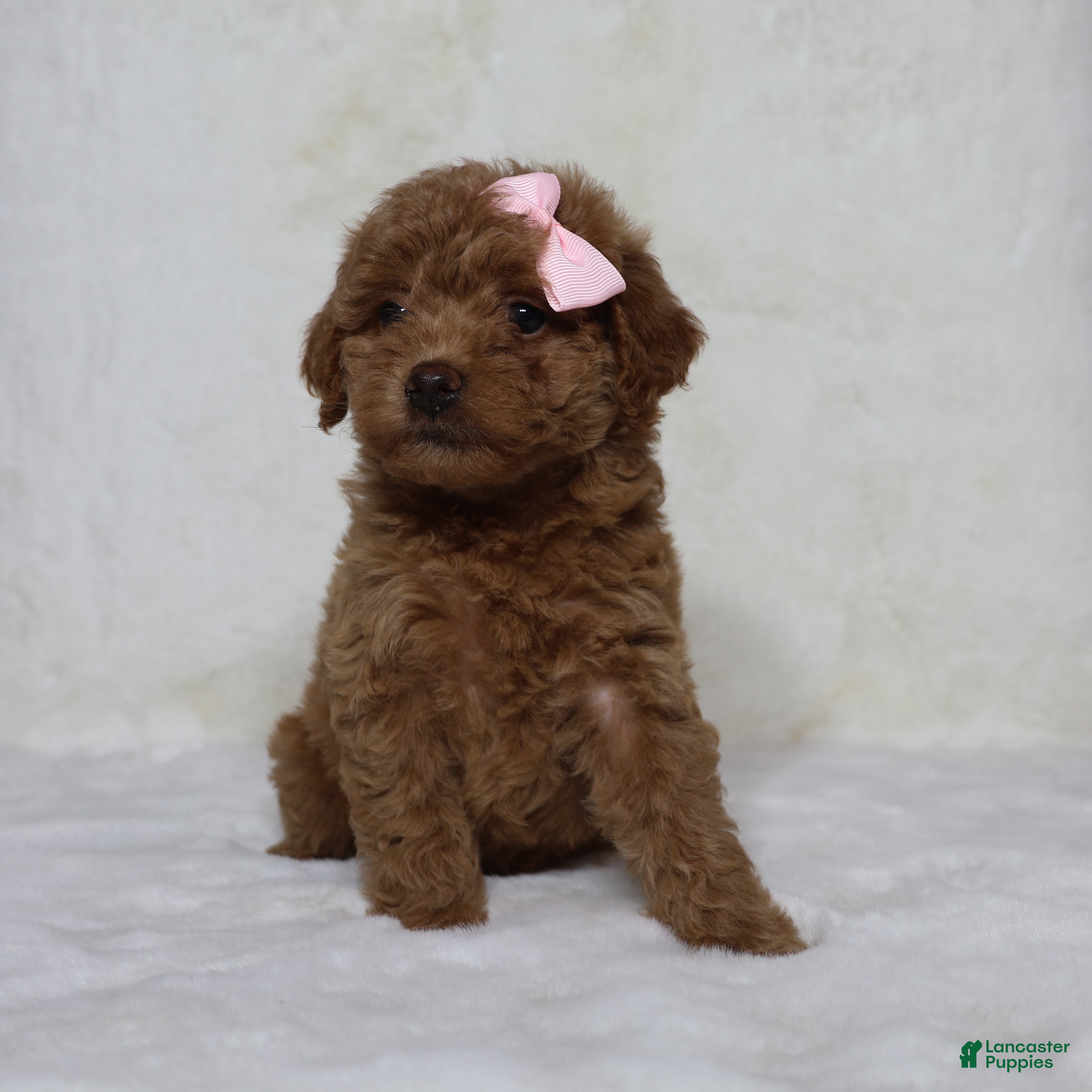 Mini Goldendoodle dogs Beauty  - Ad 1
