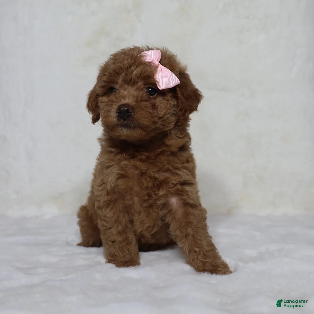 Mini Goldendoodle dogs for sale: Beauty  - Ad 1