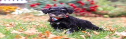 Miniature Schnauzer dogs for sale: Otto - Ad 3