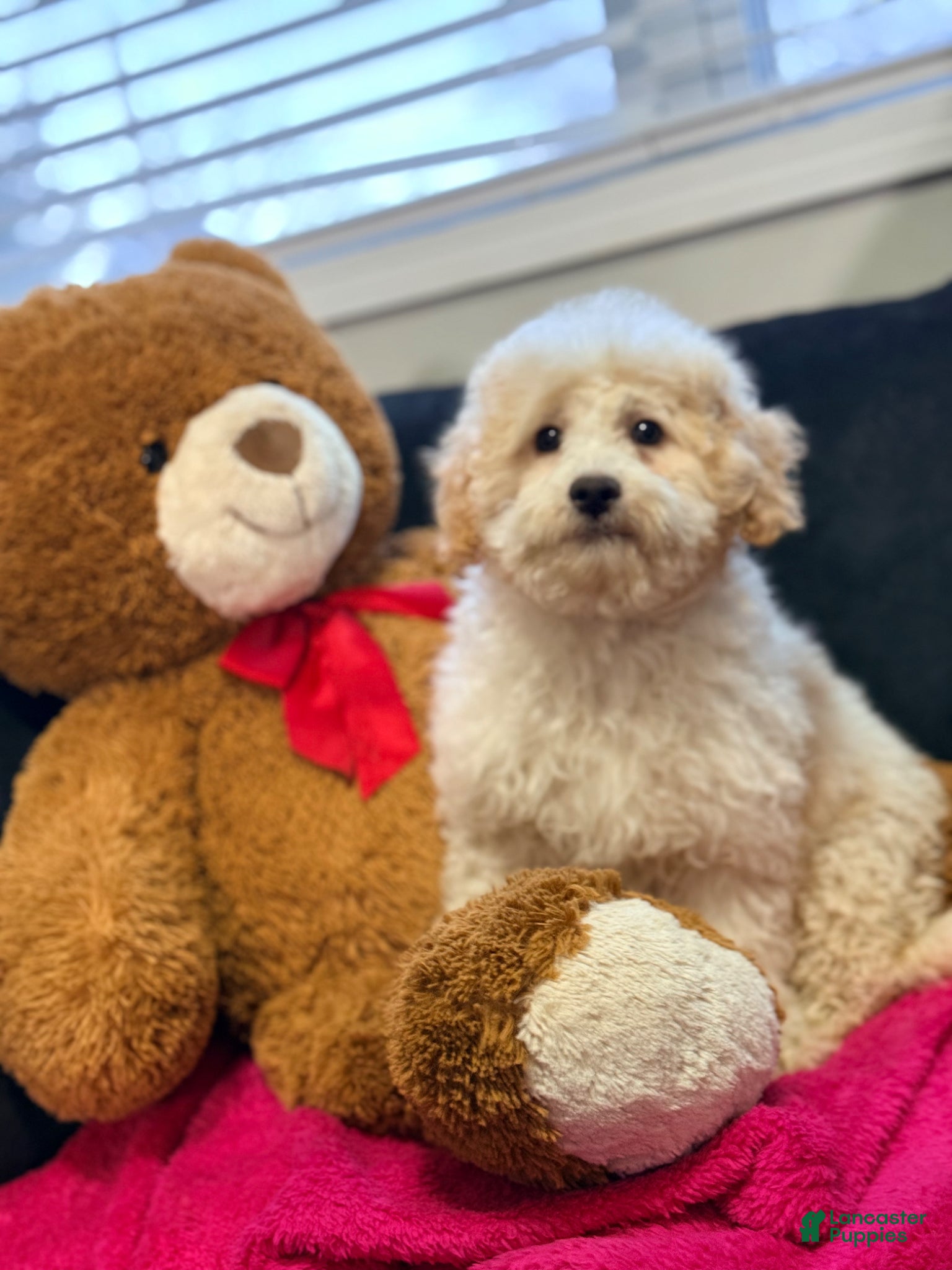 Mini Goldendoodle dogs Mini Goldendoodle Puppy 3 - Ad 1