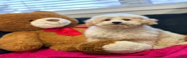 Mini Goldendoodle Puppy 3