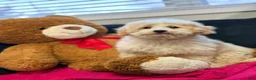 Mini Goldendoodle dogs for sale: Mini Goldendoodle Puppy 3 - Ad 1