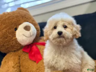 Mini Goldendoodle dogs for sale: Mini Goldendoodle Puppy 3 - Ad 3