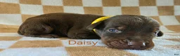 Doberman Pinscher dogs for sale: Daisy - Ad 3