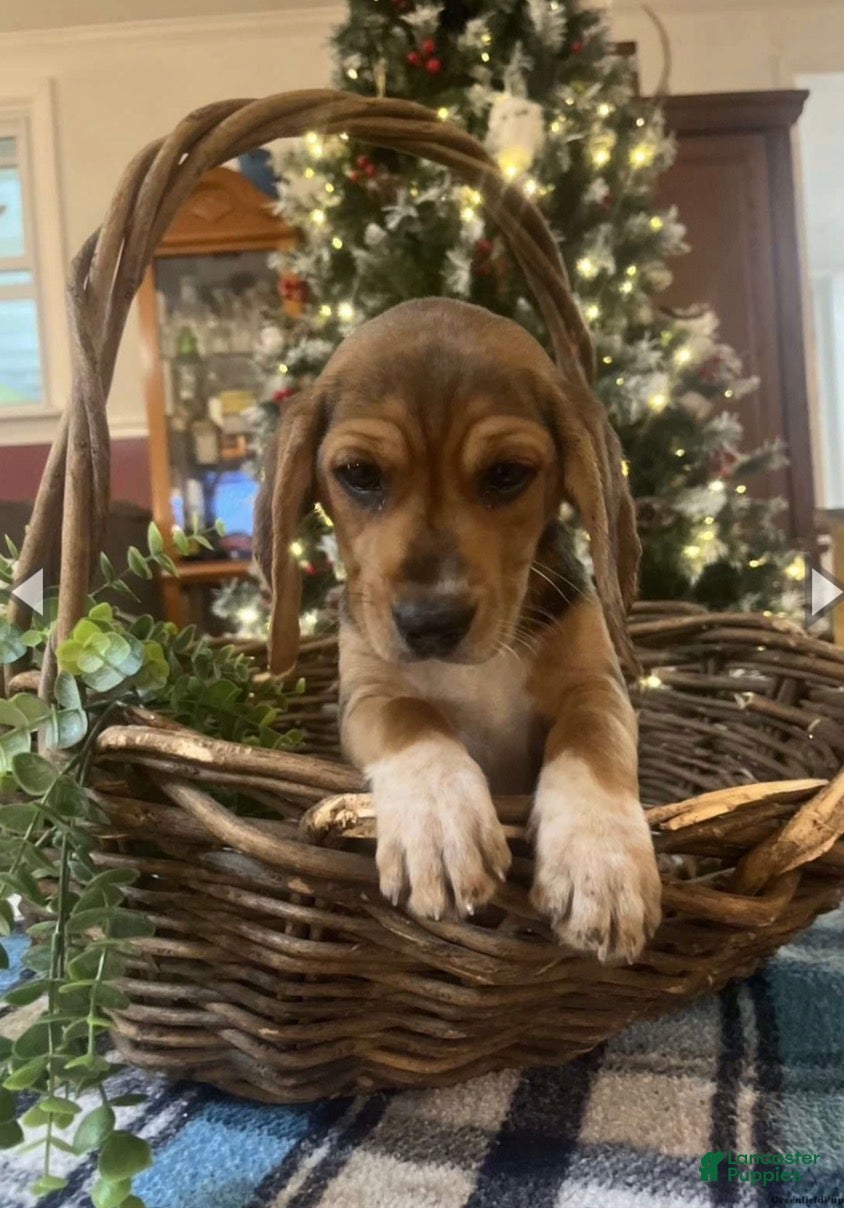 Beagle dogs Beagle Puppy 1 - Ad 1