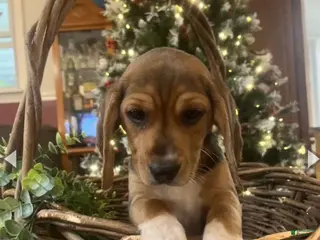 Beagle dogs Beagle Puppy 1 - Ad 1