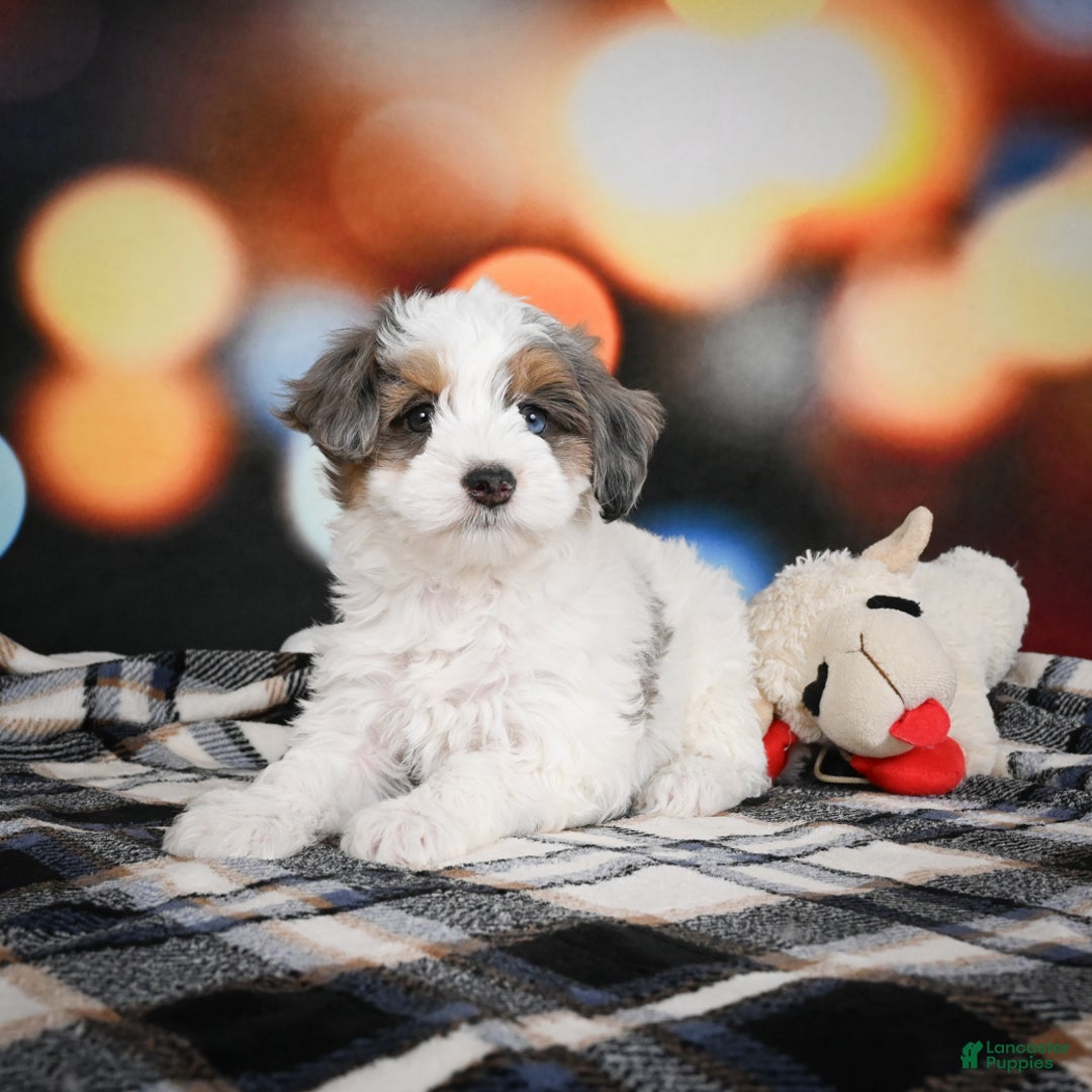 Mini Bernedoodle dogs for sale: Ginger - Ad 8