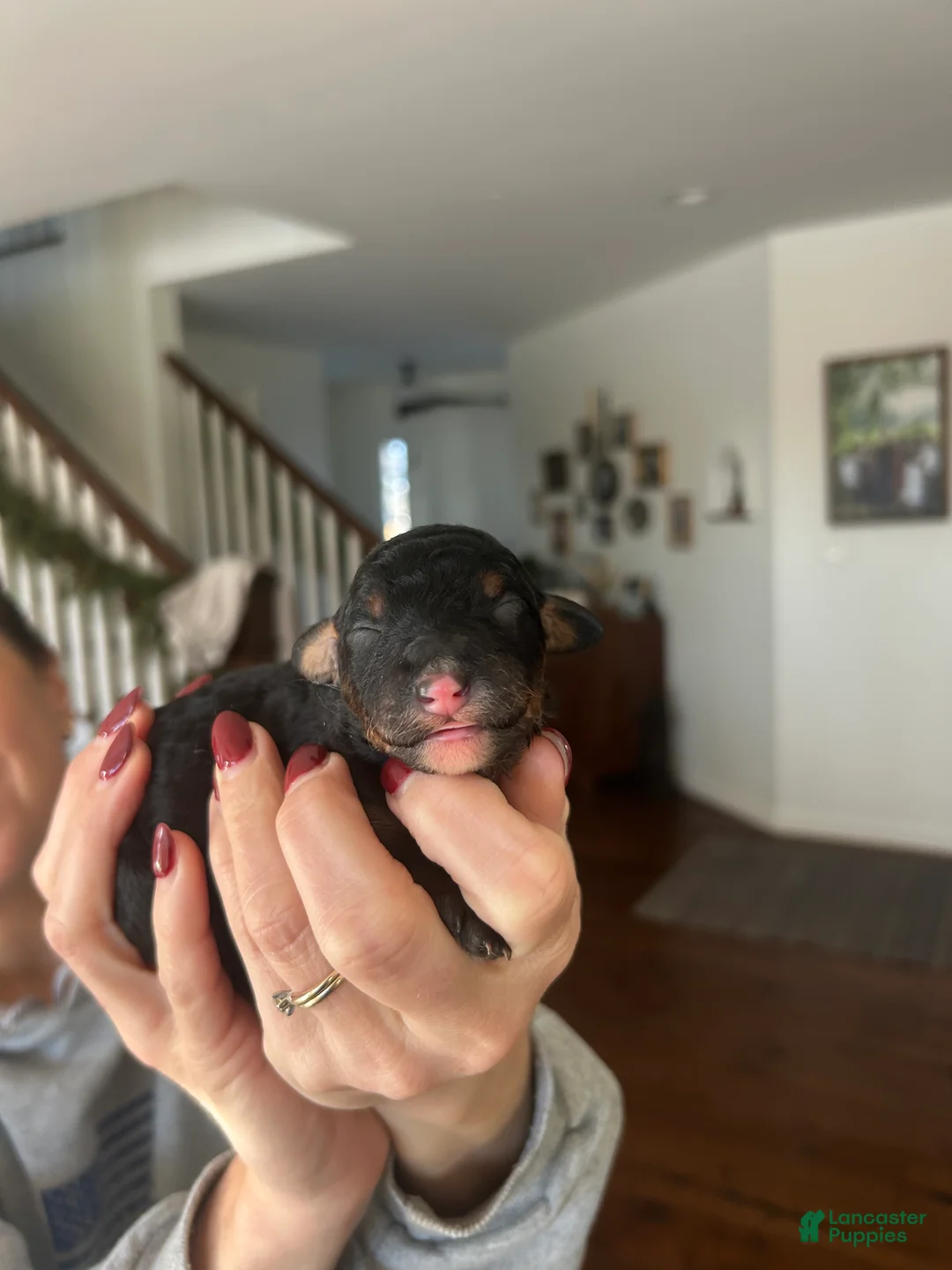 Mini Bernedoodle dogs for sale: Mini Bernedoodle Puppy 5 - Ad 2