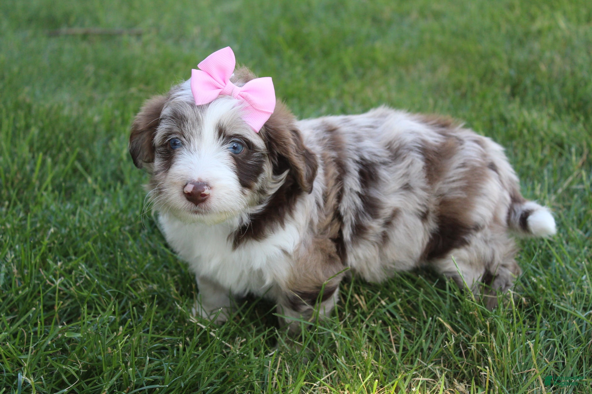 Mini Aussiedoodle dogs for sale: June 🎀 - Ad 4