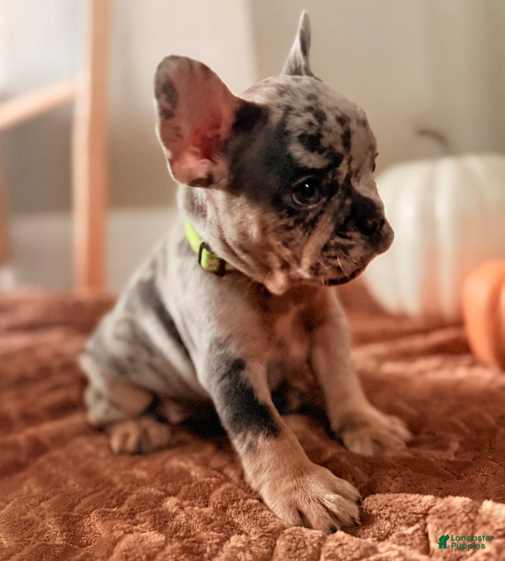 French Bulldog dogs French Bulldog Puppy 4 - Ad 17