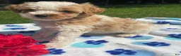 Mixed Breed dogs for sale: Earl - Ad 4