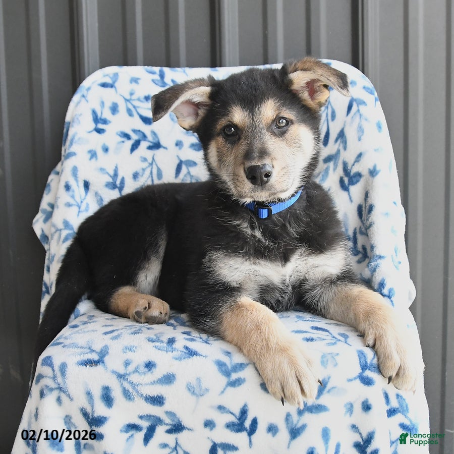 German Shepherd dogs Vinnie - Ad 2