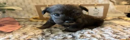 Miniature Schnauzer dogs for sale: Miniature Schnauzer 4 - Ad 12