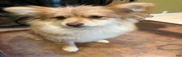 Mixed Breed dogs for sale: Bolita  - Ad 5