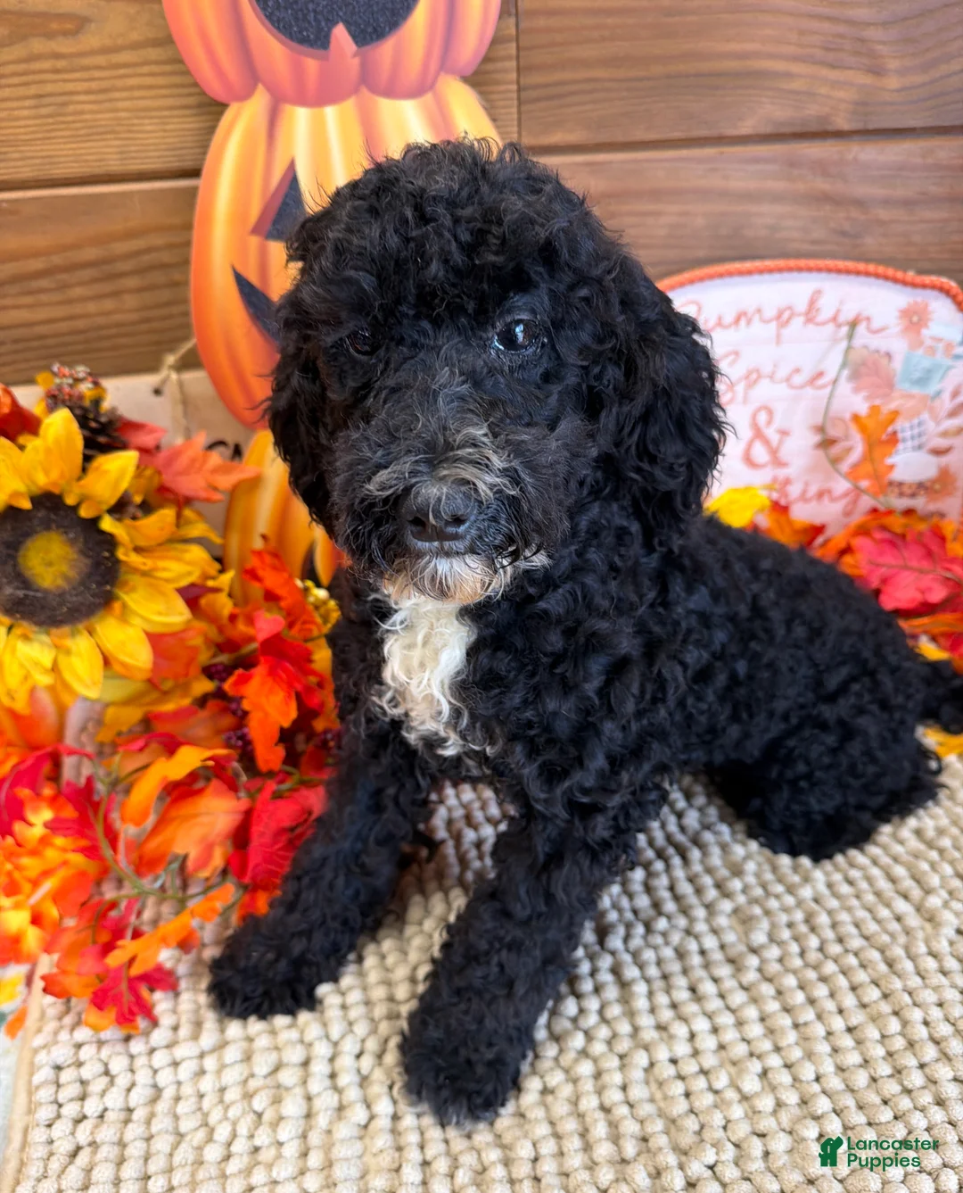 Miniature Labradoodle dogs for sale: Jade - Ad 2