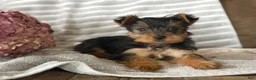 Yorkshire Terrier dogs for sale: Yorkshire Terrier Puppy 1 - Ad 6