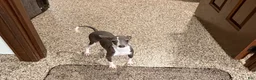 Italian Greyhound dogs for sale: Sharon - Ad 8