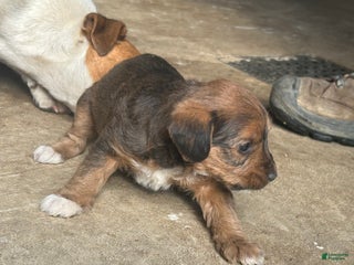 Jackapoo dogs Jackapoo Puppy 2 - Ad 9