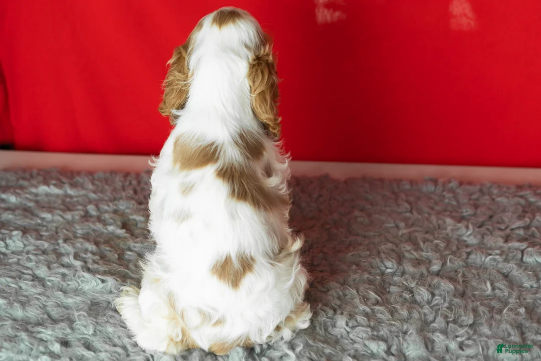 Cocker Spaniel dogs for sale: Gibson - Ad 4