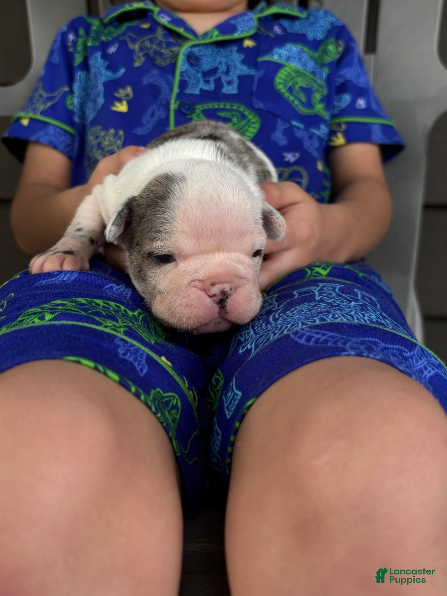 French Bulldog dogs Charlotte "Char"  - Ad 2
