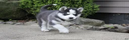 Siberian Husky dogs for sale: Timber - Ad 4
