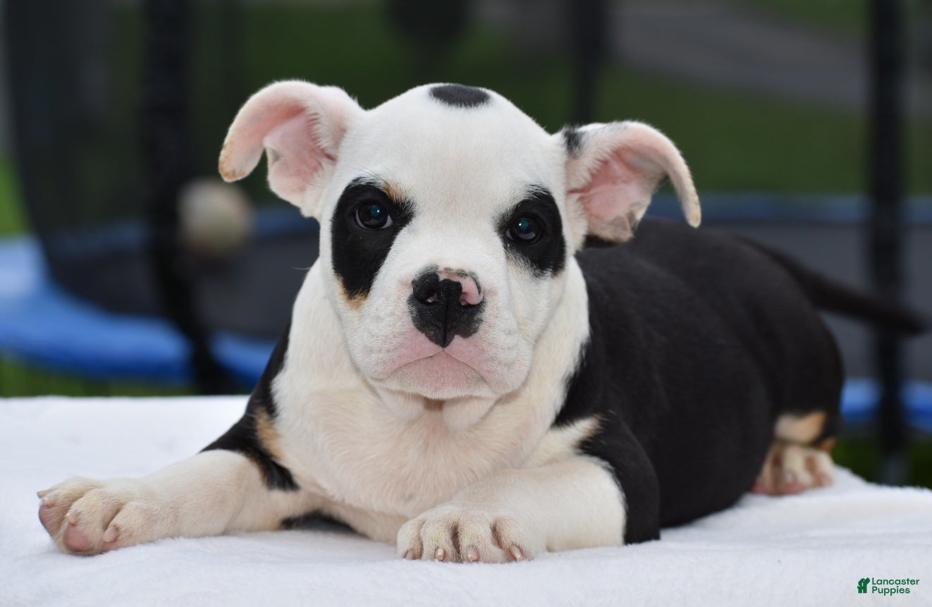 Mixed Breed dogs Bruno mini hybrid bulldog  - Ad 1