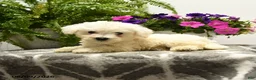 Bichon Frise dogs for sale: Buddy - Ad 3