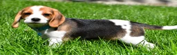 Beagle dogs for sale: Biscuit - Ad 5