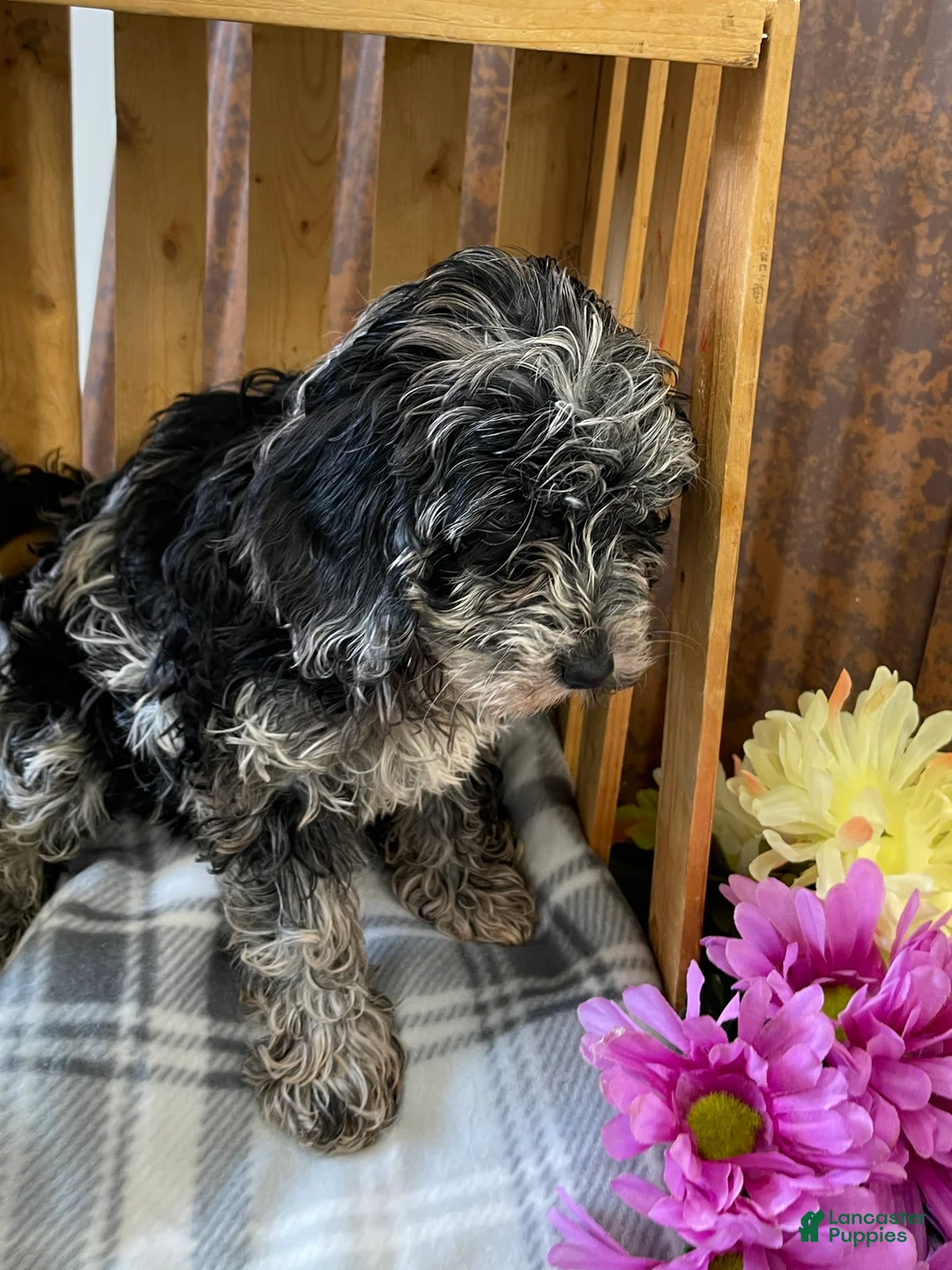 Mini Goldendoodle dogs for sale: Ginger - Ad 8