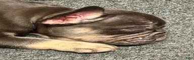 French Bulldog 1