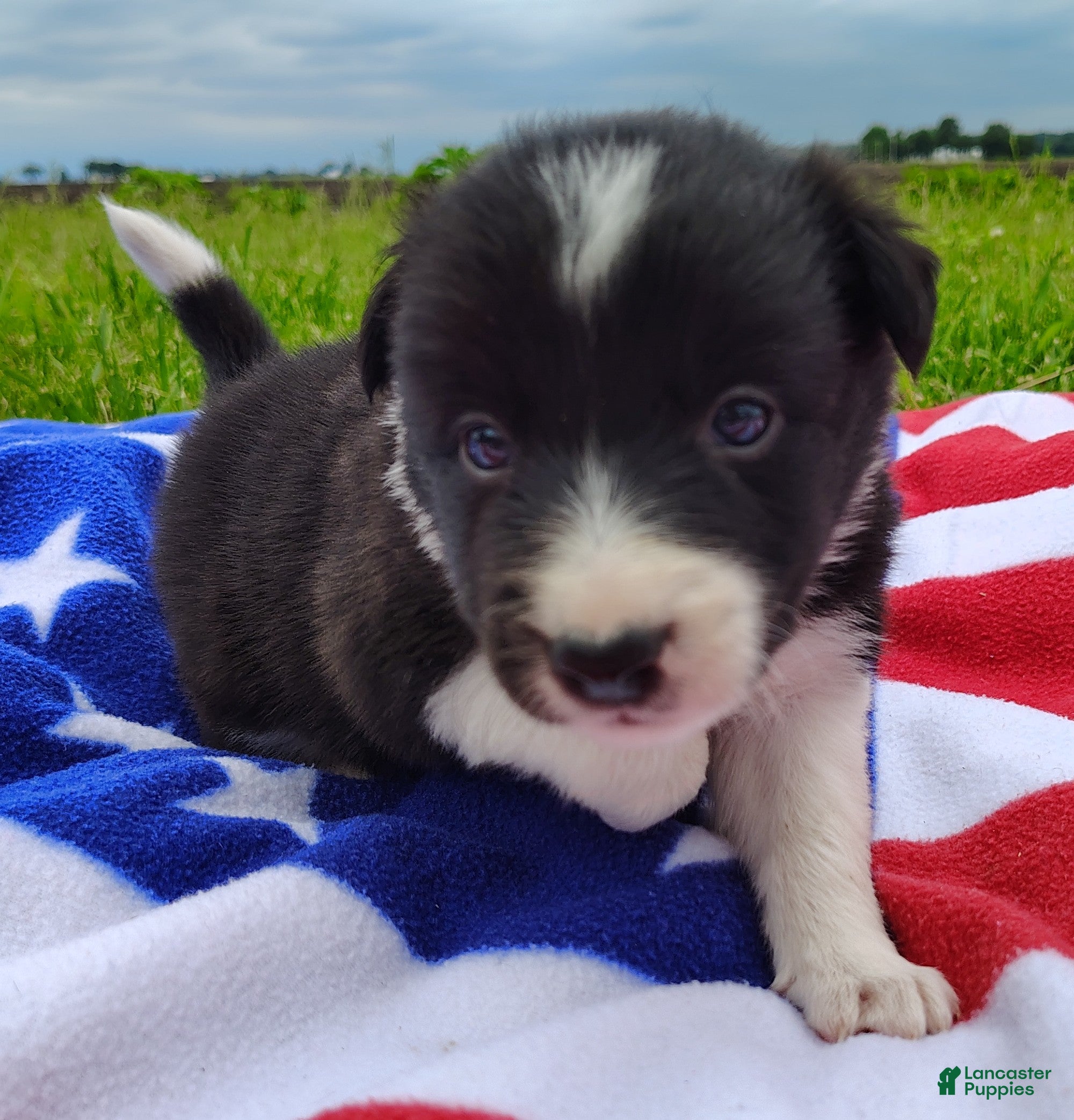 Border Collie dogs Giligan  - Ad 2