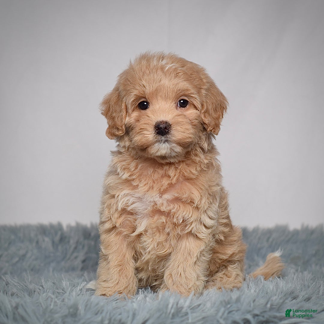 Mini Goldendoodle dogs for sale: Ms. Rosi - Ad 2