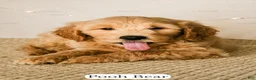 Goldendoodle dogs for sale: Pooh Bear - Ad 17
