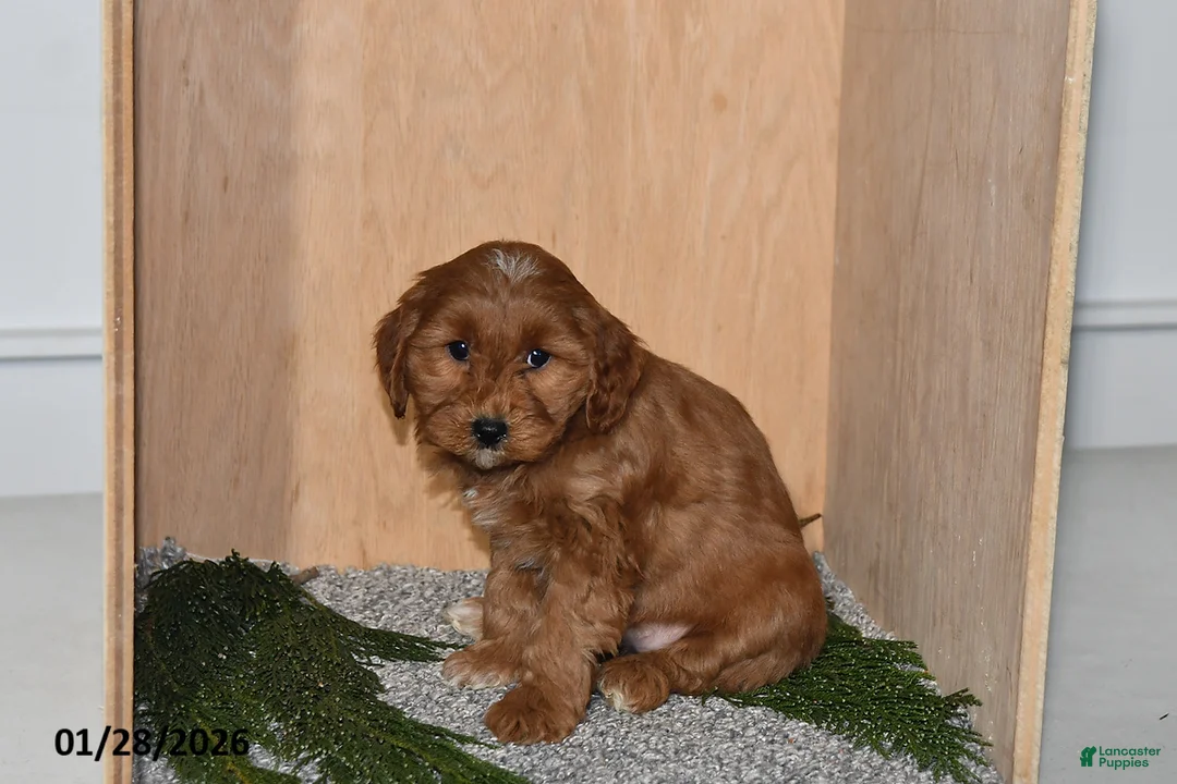 Mini Goldendoodle dogs for sale: Molly - Ad 3