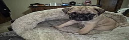Pug dogs for sale: Pug Puppy 4 - Ad 1