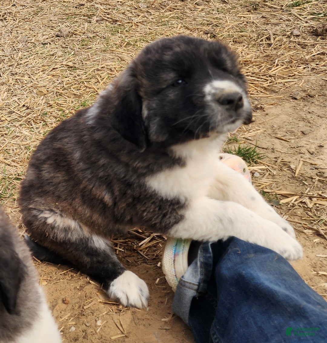 Anatolian Shepherd dogs for sale: Zena 2025 F1 ASD puppy - Ad 9