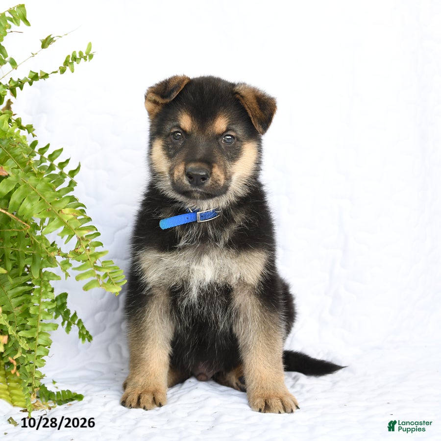 German Shepherd dogs for sale: Ranger - Ad 1