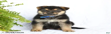 Ranger