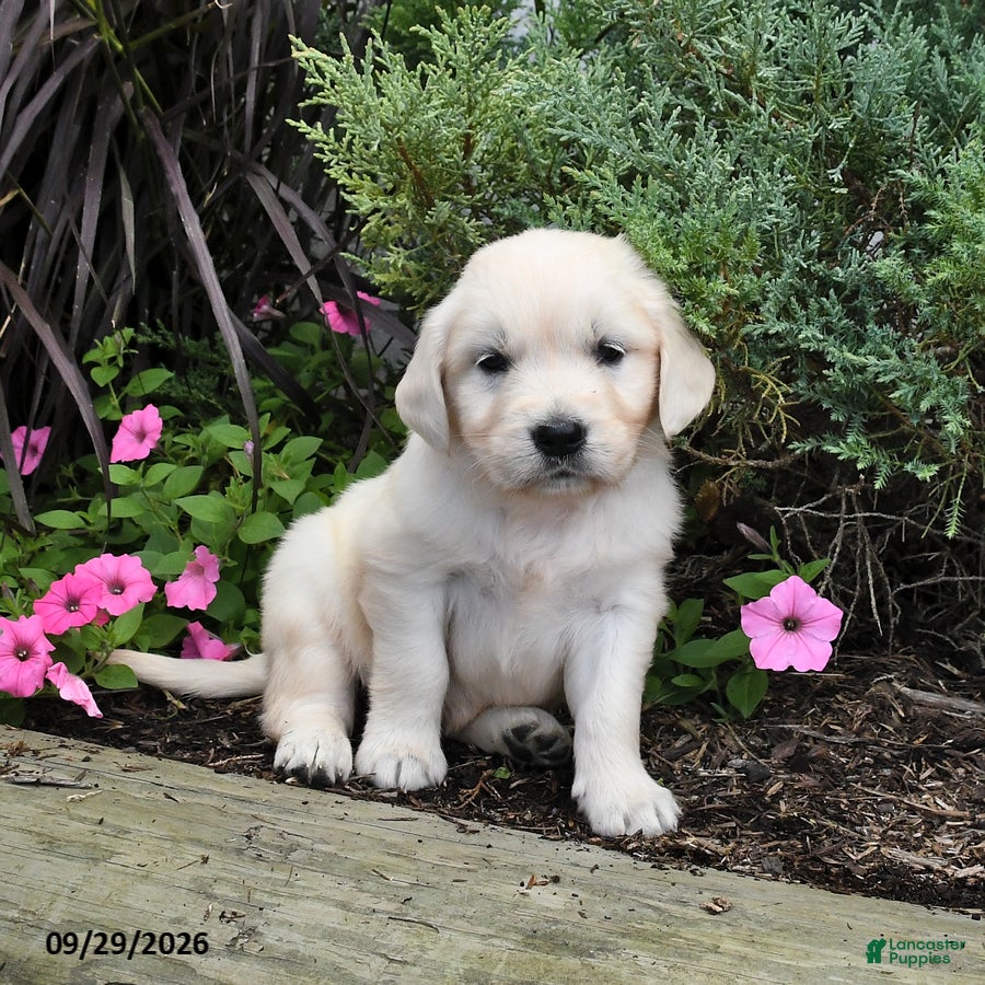 Golden Retriever dogs Dotty - Ad 2
