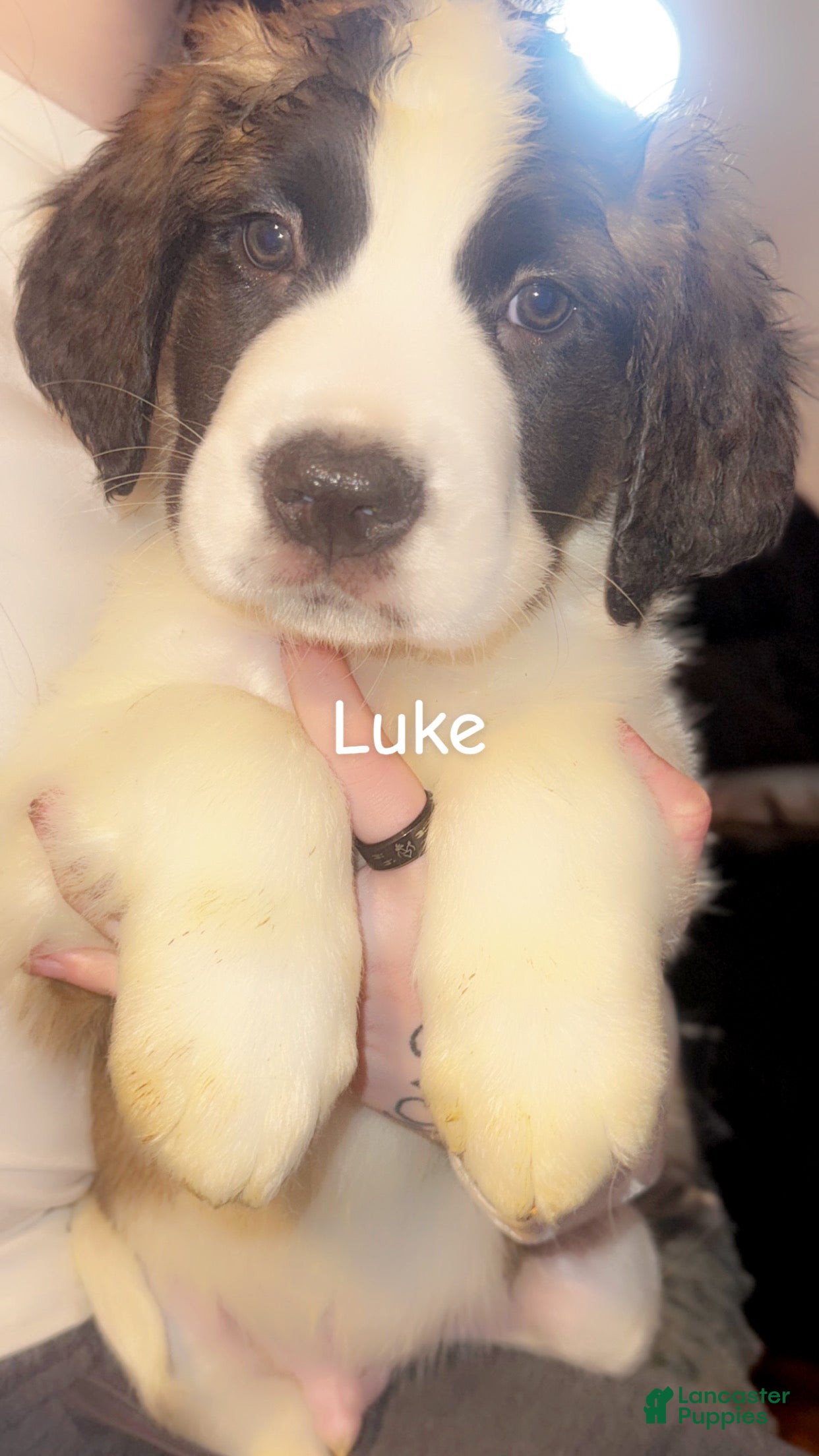 Saint Bernard dogs Saint Bernard Puppy 1 - Ad 25