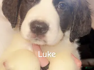 Saint Bernard dogs Saint Bernard Puppy 1 - Ad 25