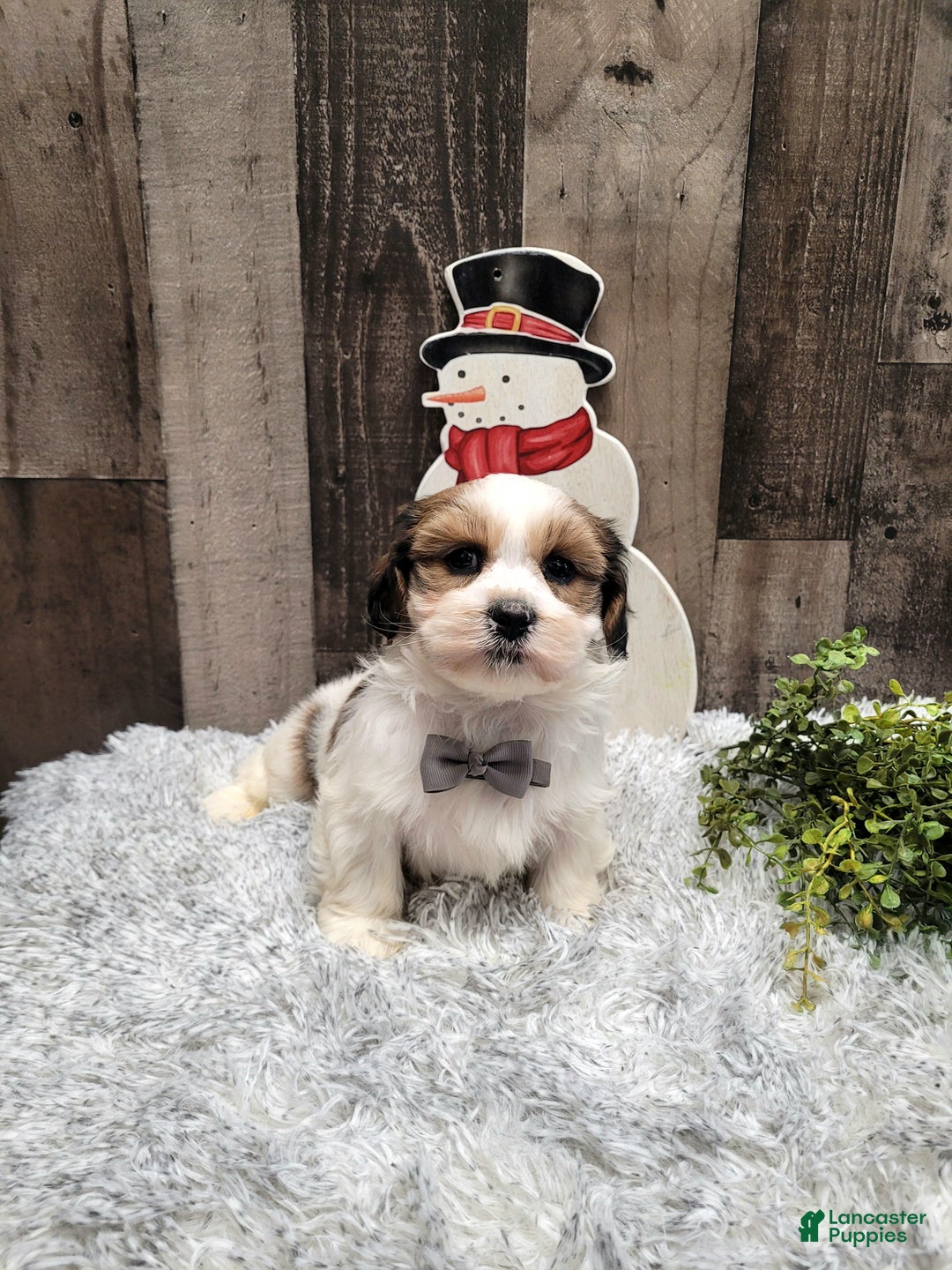 Teddy Bear dogs for sale: Wade - Ad 4