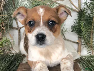 Mixed Breed dogs Mixed Breed Puppy 5 - Ad 10