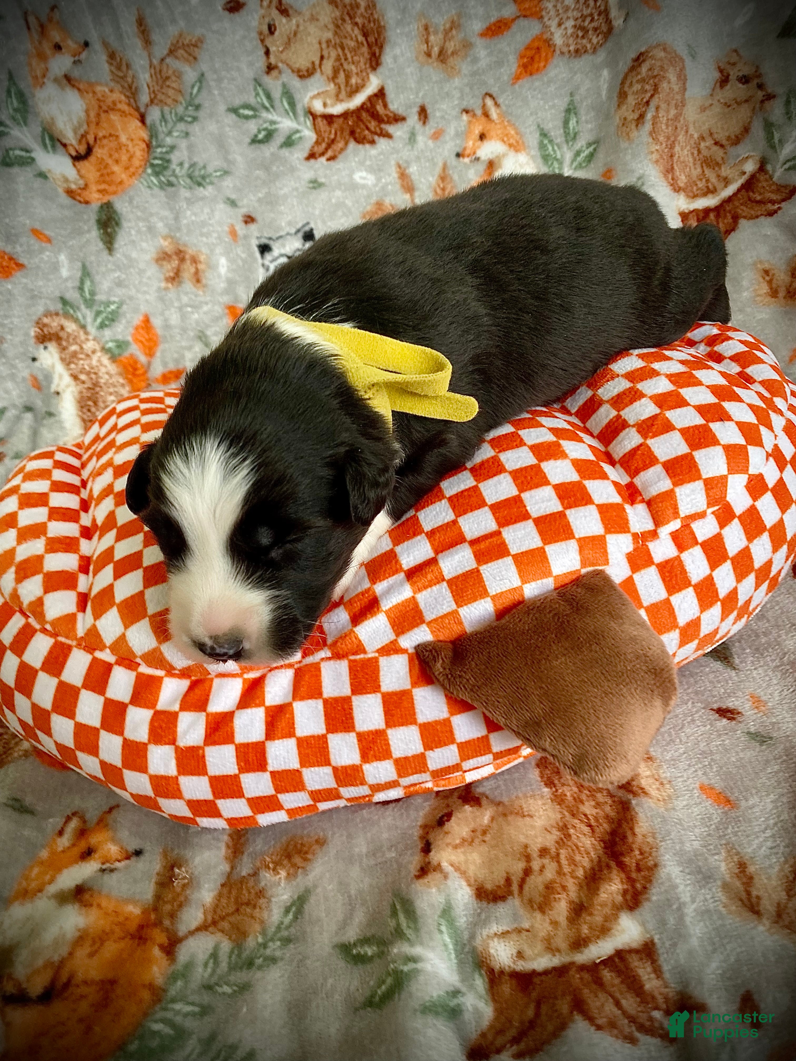 Australian Shepherd dogs for sale: Cappuccino - Ad 2