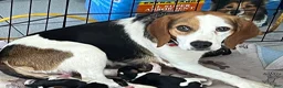 Beagle dogs for sale: Beagle 2 - Ad 9