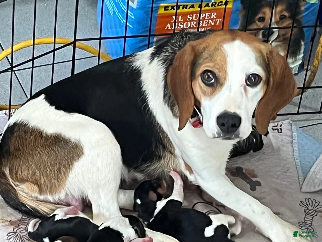 Beagle dogs for sale: Beagle 2 - Ad 9