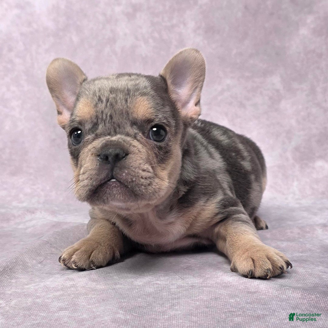 French Bulldog dogs for sale: Romeo - Ad 6