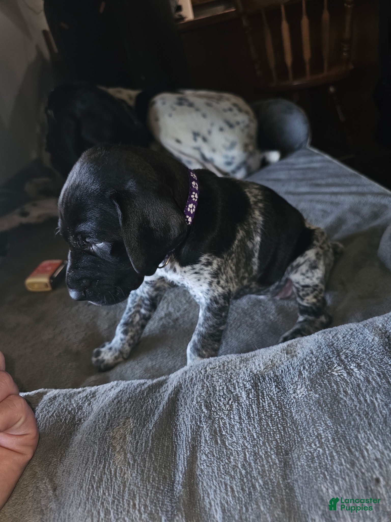 German Shorthaired Pointer dogs for sale: German Shorthaired Pointer Puppy 2 - Ad 3