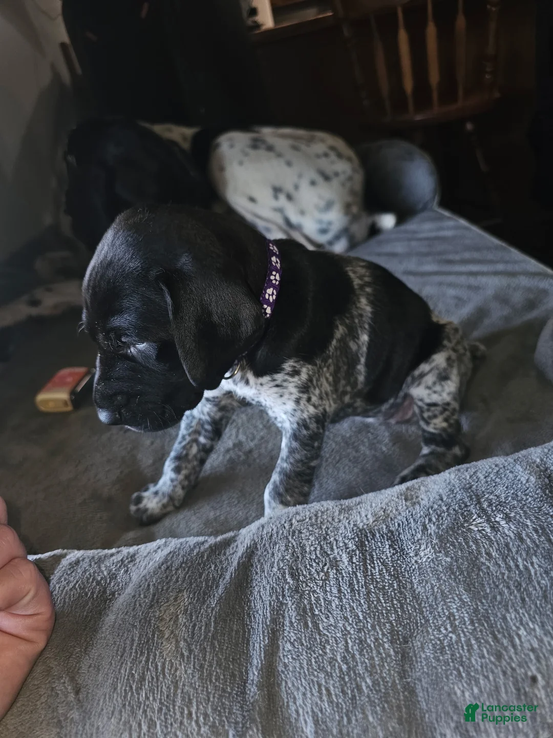 German Shorthaired Pointer dogs for sale: German Shorthaired Pointer Puppy 2 - Ad 1