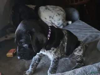 German Shorthaired Pointer dogs for sale: German Shorthaired Pointer Puppy 2 - Ad 3
